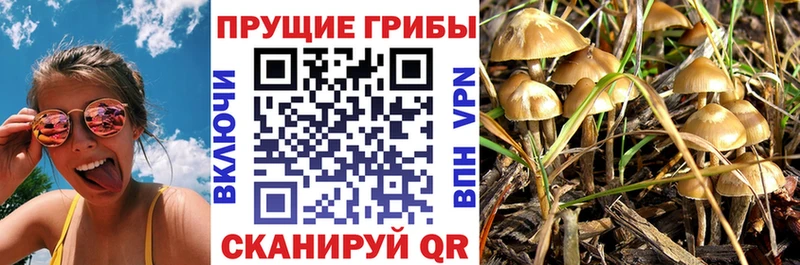 Псилоцибиновые грибы Psilocybine cubensis  Новотитаровская 